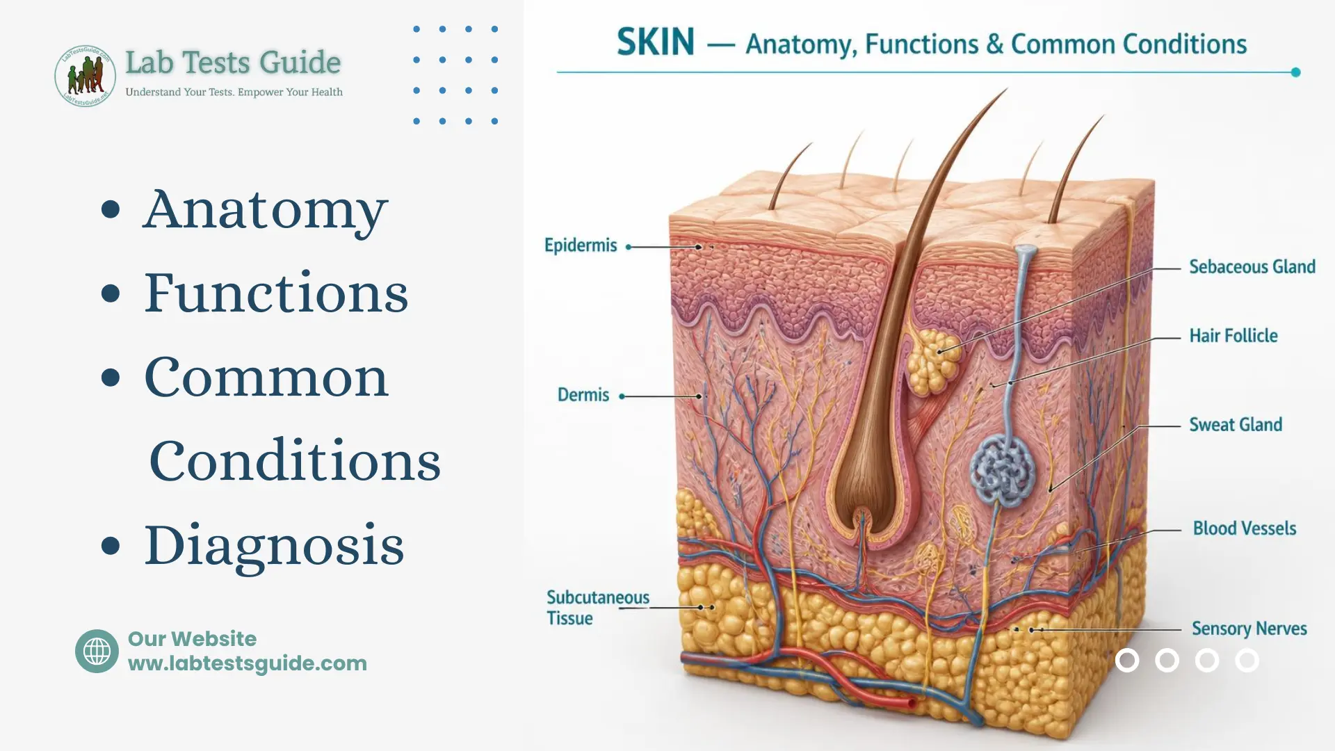 Skin Anatomy, Functions, Common Conditions and Diagnosis