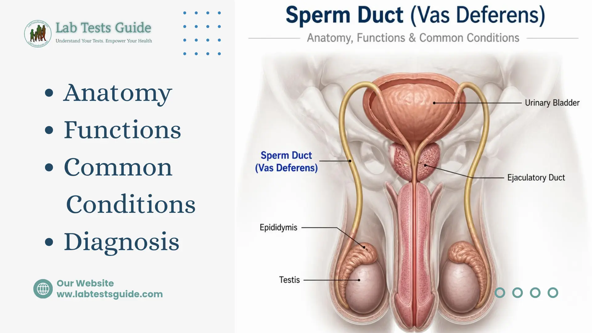 Sperm Duct