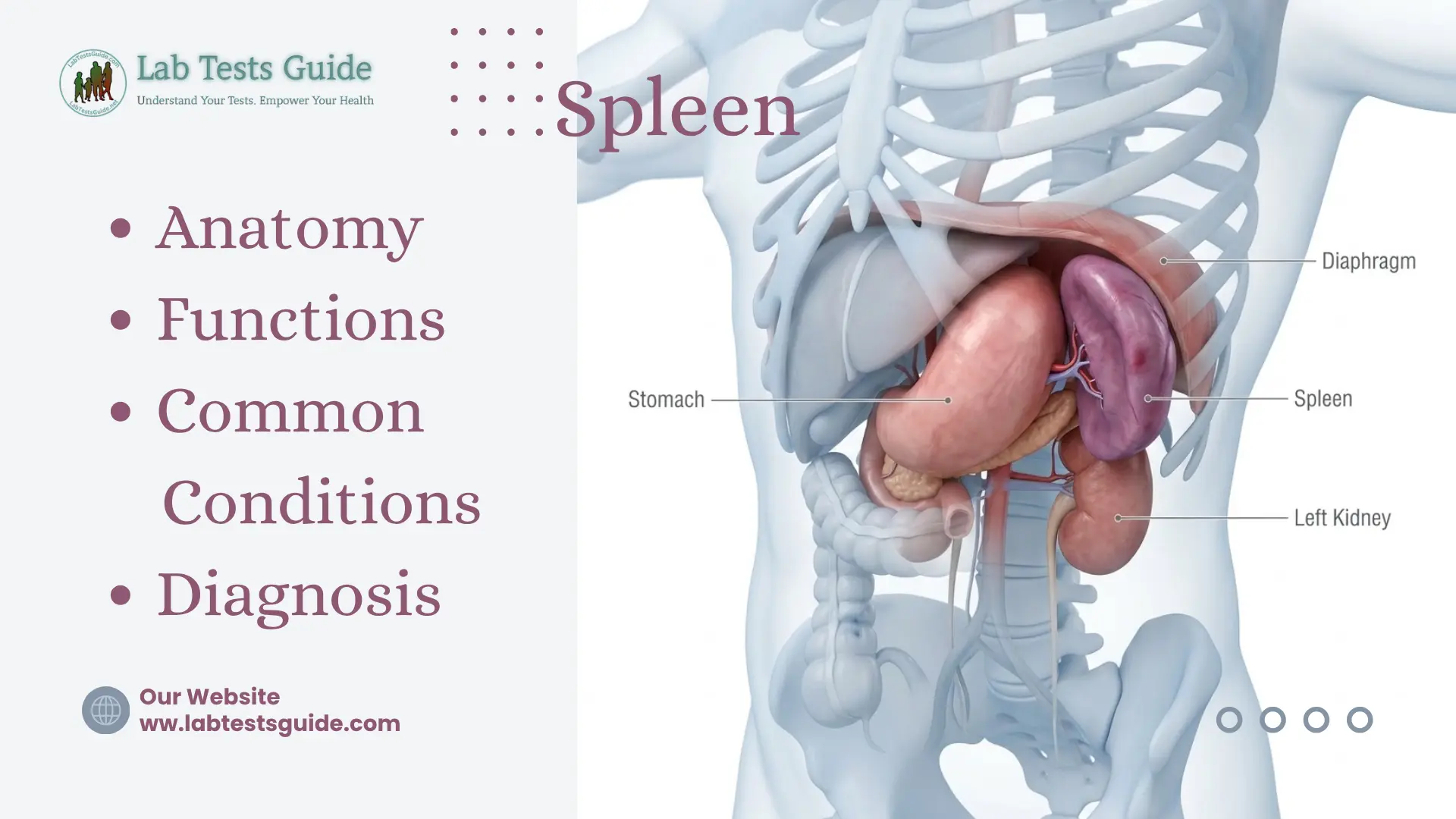Spleen anatomy showing its location and surrounding abdominal organs