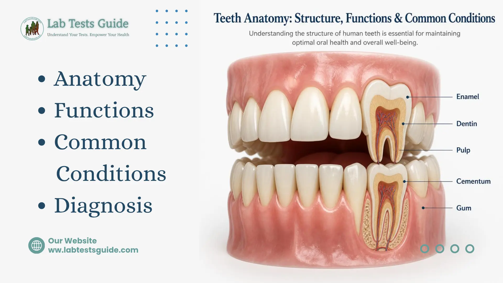 Teeth anatomy showing enamel, dentin, pulp, cementum, and gums