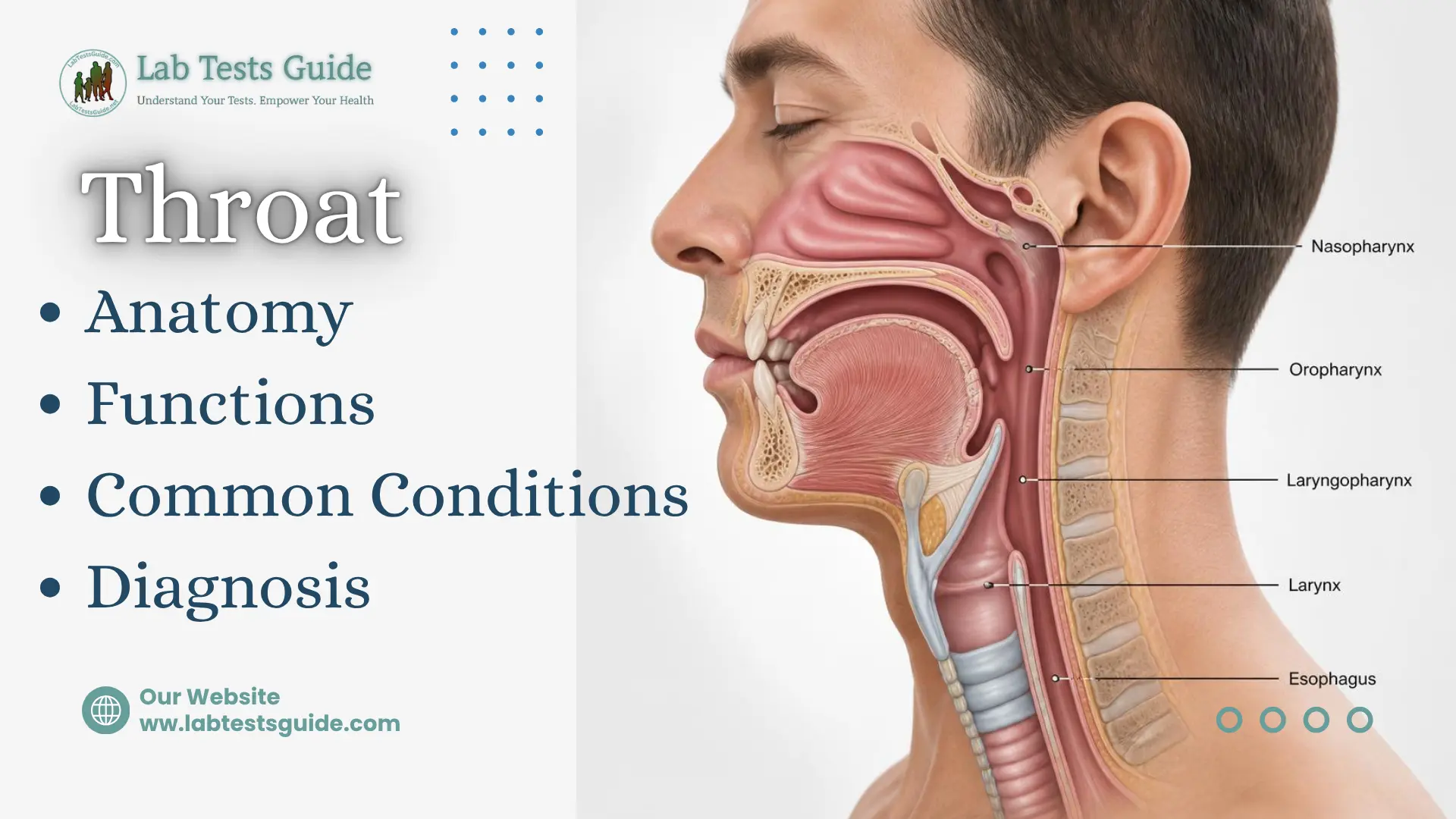 Anatomy of the human throat showing the pharynx, larynx, and esophagus
