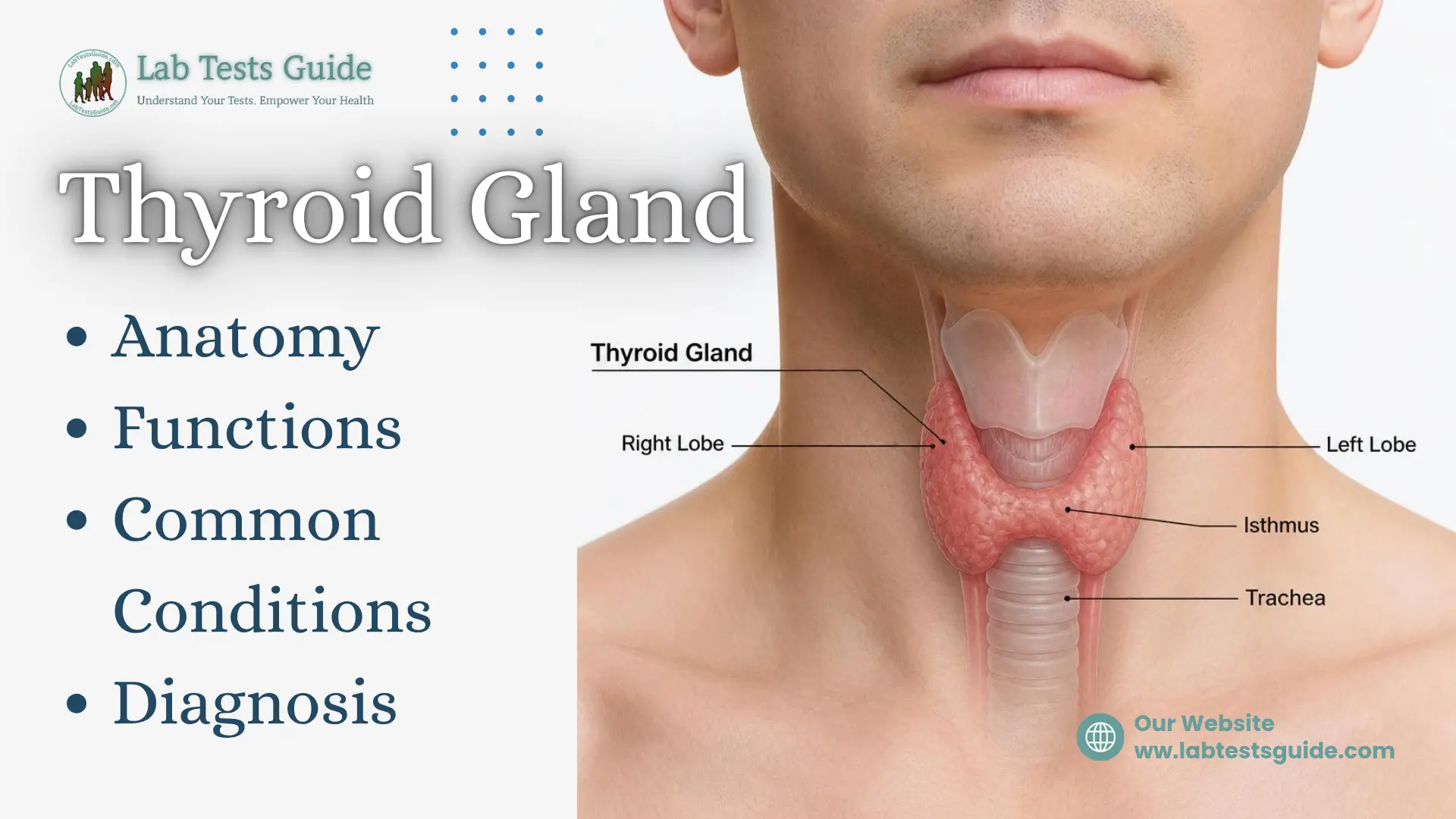 Thyroid gland anatomy showing the right lobe, left lobe, isthmus, and trachea