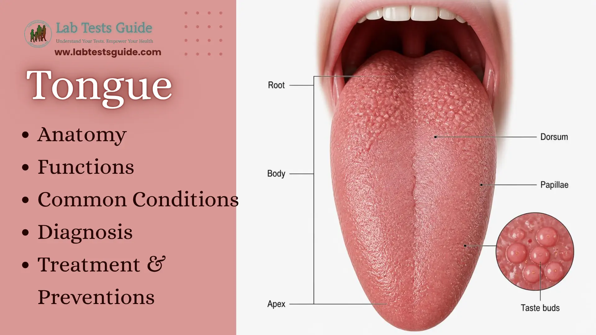 Tongue anatomy showing the apex, body, root, dorsum, papillae, and taste buds