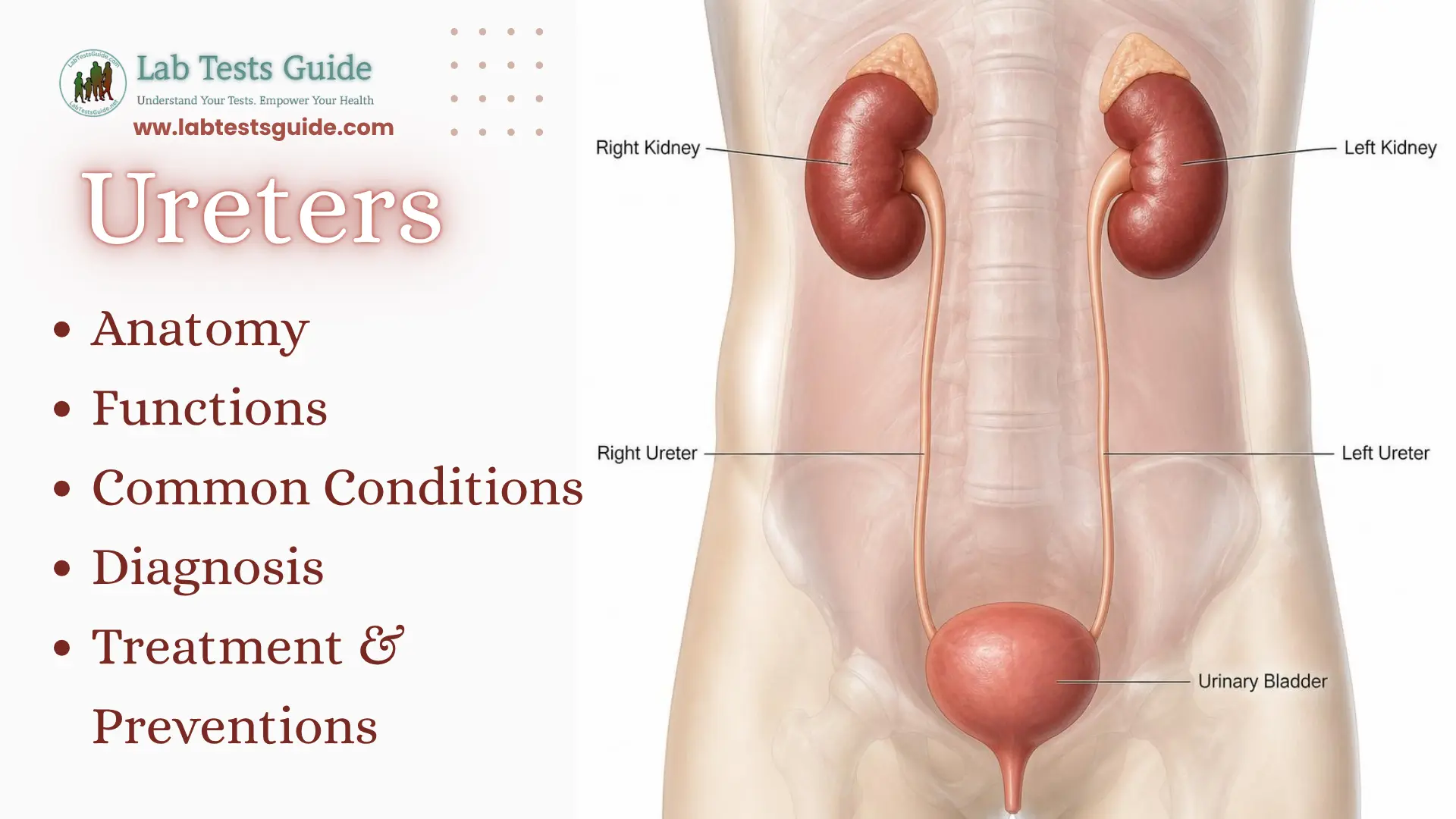 Ureter anatomy showing the right and left ureters connecting the kidneys to the urinary bladder