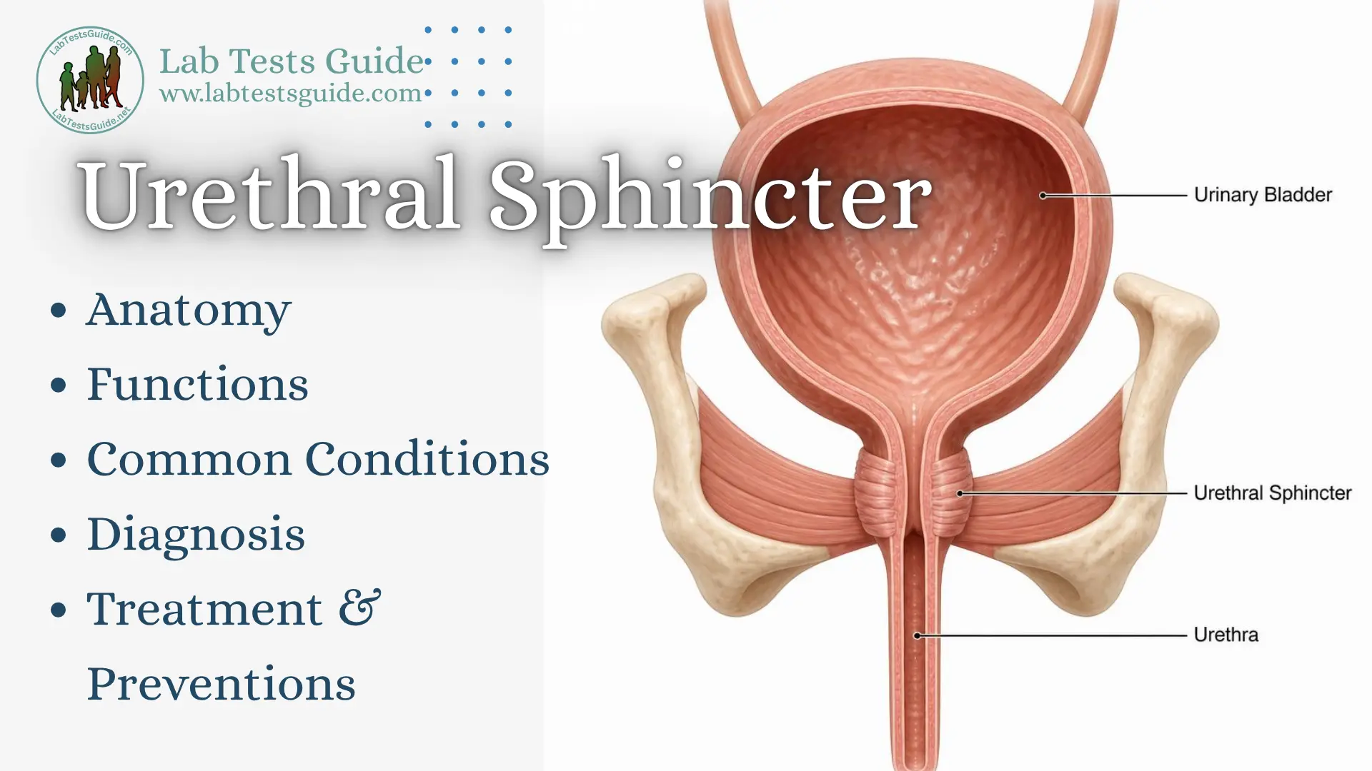 Urethral sphincter anatomy showing the urinary bladder, urethral sphincter, and urethra