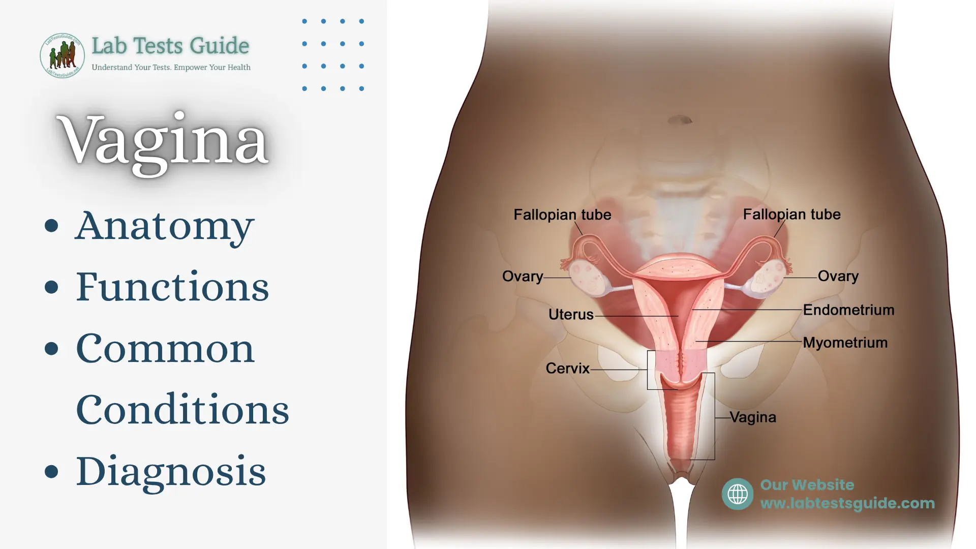 Vagina anatomy showing the uterus, cervix, vagina, bladder, urethra, and rectum