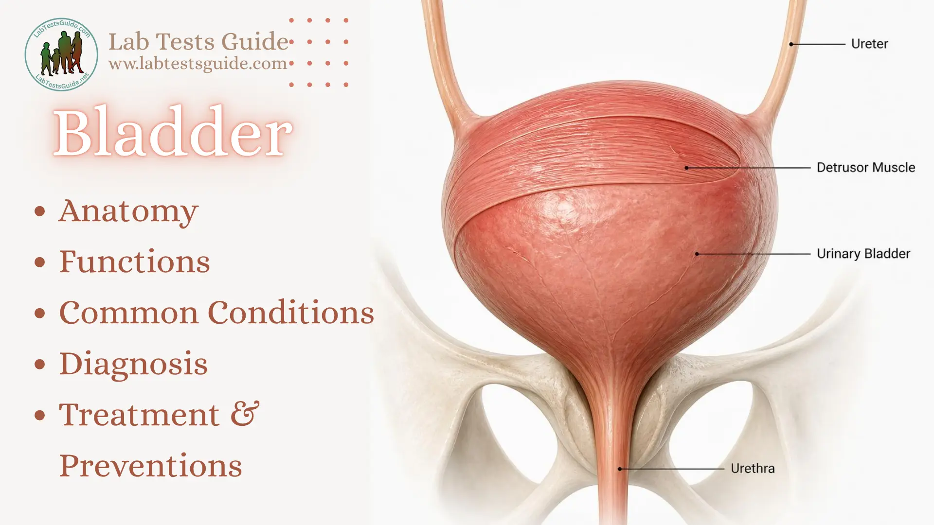 Bladder Anatomy, Functions and Common Conditions Bladder anatomy showing the urinary bladder, ureters, urethra, and detrusor muscle