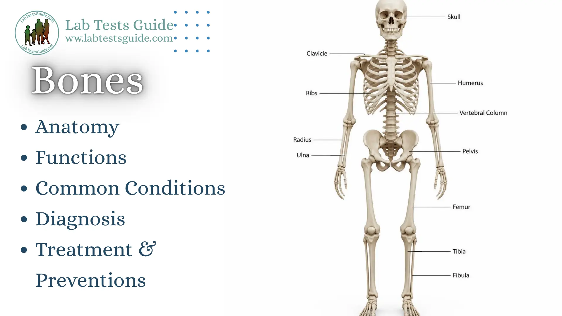 Human skeletal system showing major bones and anatomical labels