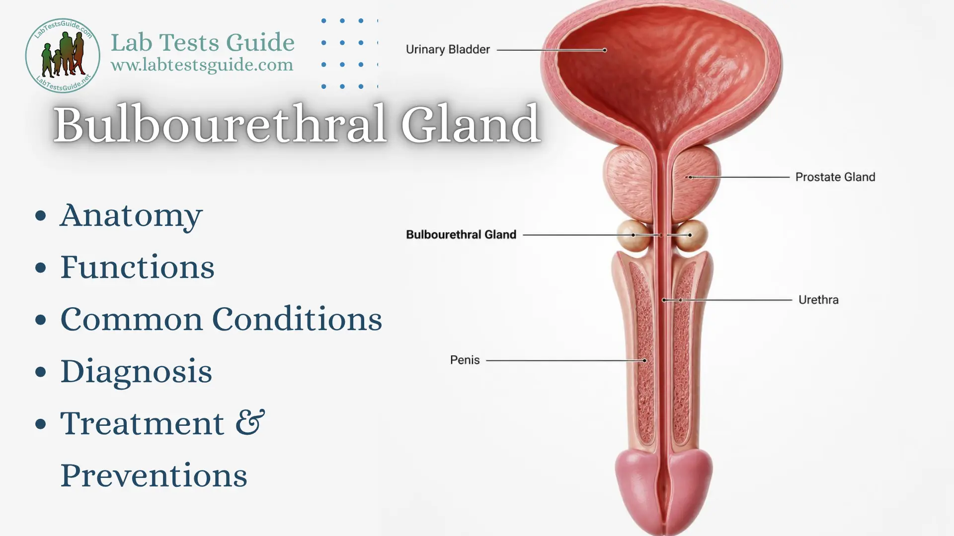 Bulbourethral Gland Anatomy and Function Bulbourethral gland anatomy showing the paired Cowper glands, prostate, urethra, bladder, and penis