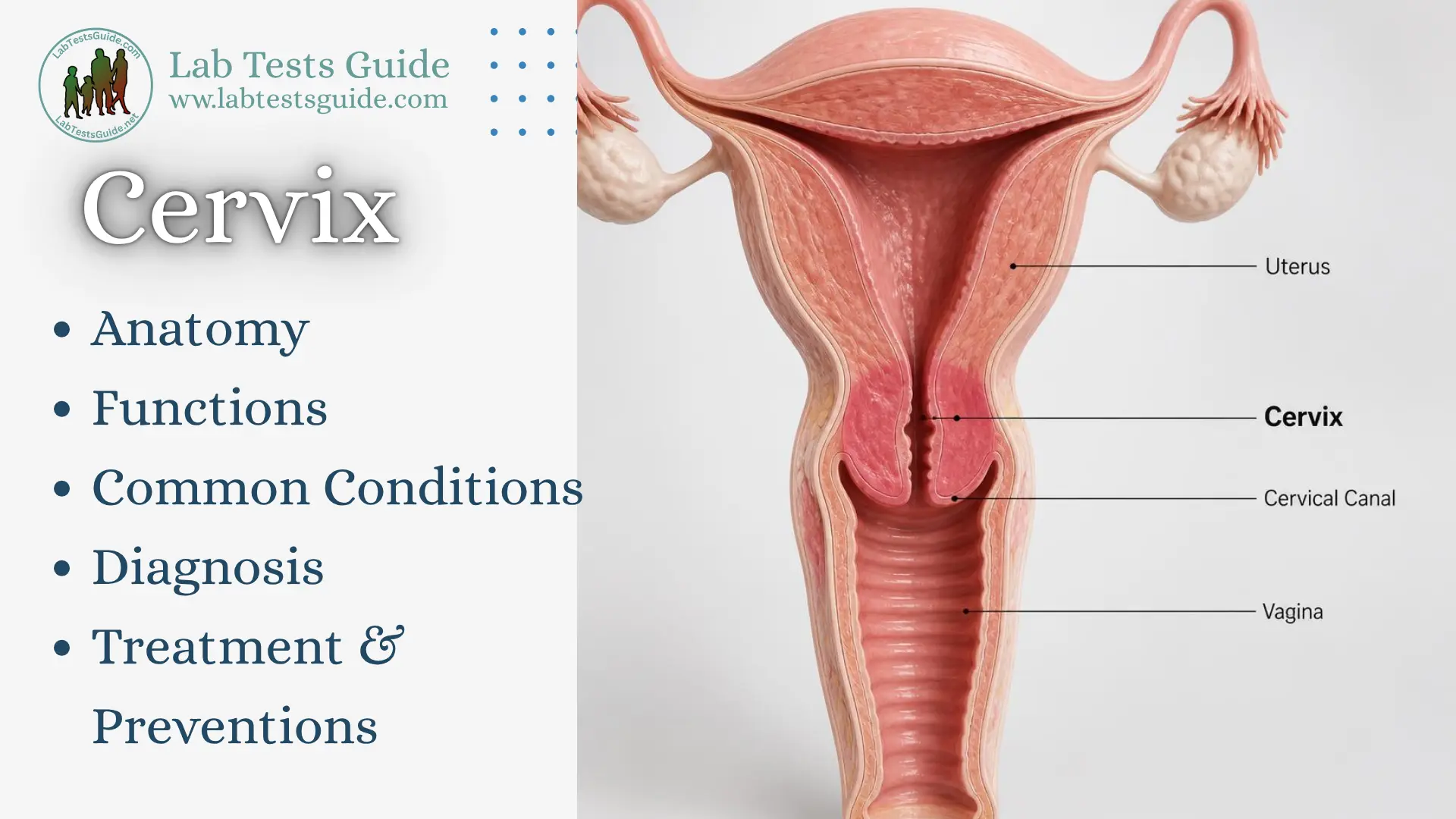 Cervix Anatomy, Functions & Common Conditions Anatomical illustration of the cervix showing the uterus, cervical canal, and vagina