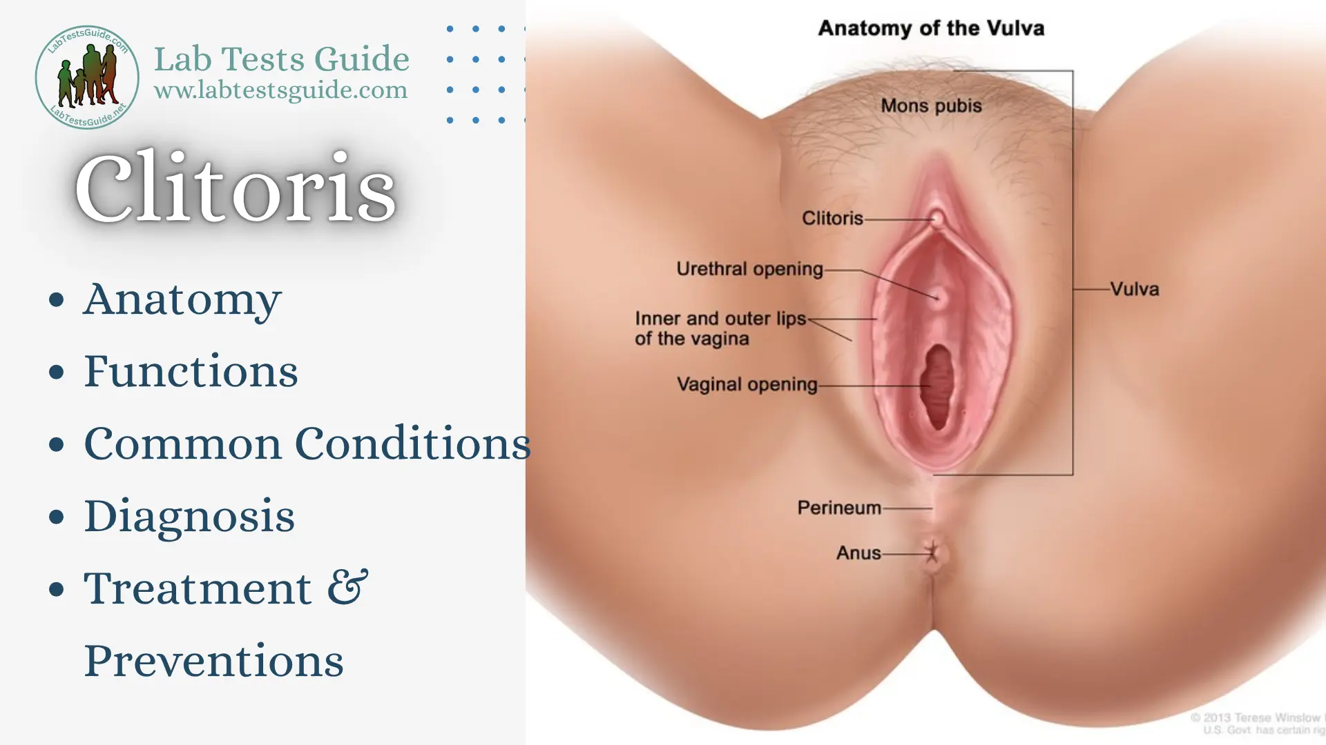 Clitoris Anatomy and Structure Clitoris anatomy showing glans, clitoral body, hood, and crura